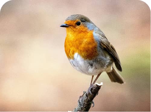 En rödhake med orange bröst uppe på en liten gren i en naturlig utomhusmiljö.