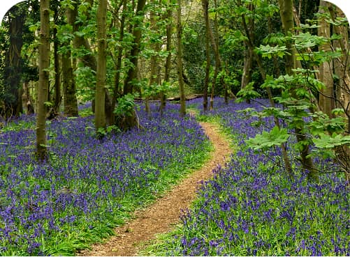 En skogsstig som slingrar sig genom en skog fylld med blommande lila blåklockor.