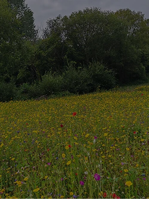 Sauvetage de prairies de fleurs sauvages emblématiques, Royaume-Uni