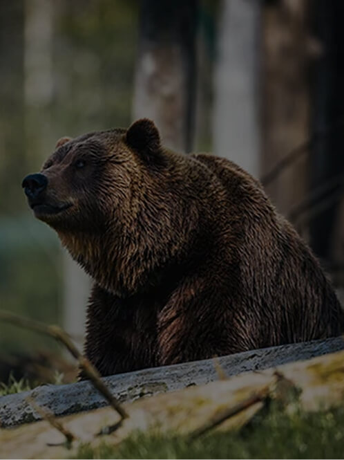 Pavage de l'ours brun de Marsican, Italie