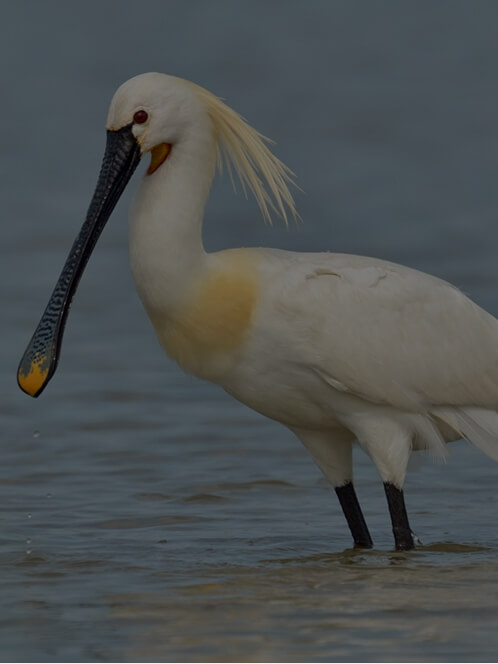 Protection de la biodiversité et des espèces locales de la réserve de biosphère Marismas del Odiel (Espagne)