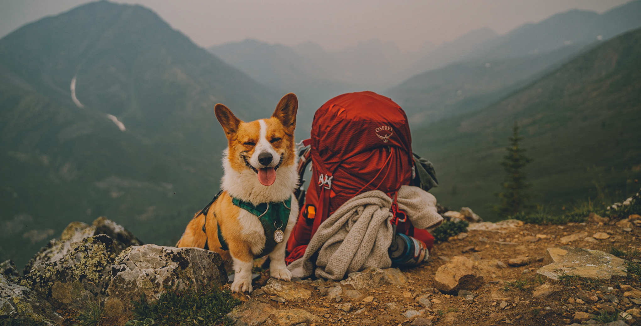 Celebrating International Dog Day with Osprey Ambassadors Nicol and Kaia