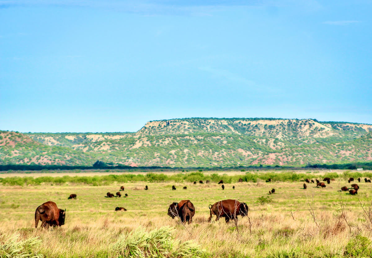 A herd of bison in a grassy field
