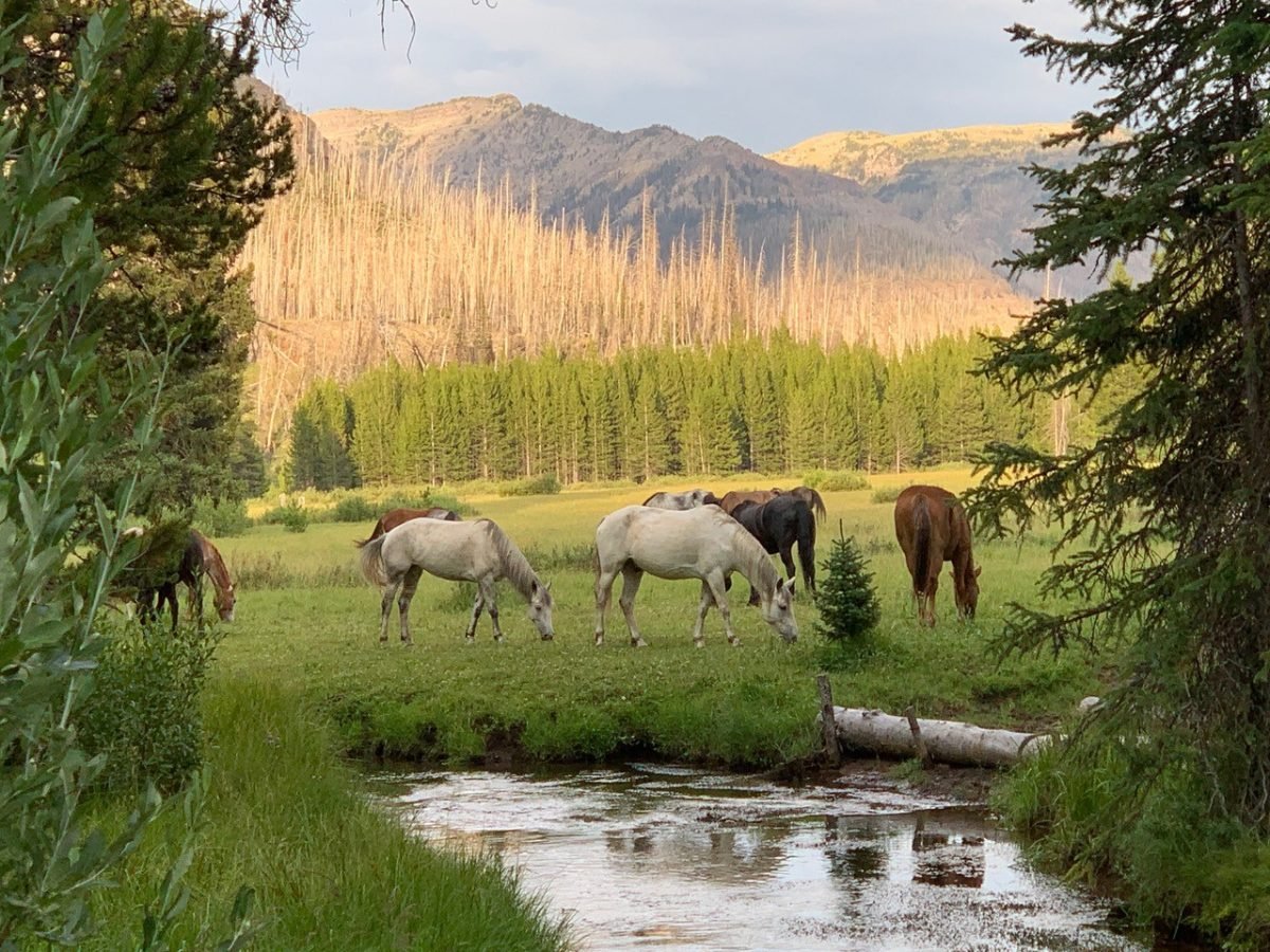 A group of horses in a field grazing, with mountains in the distance 