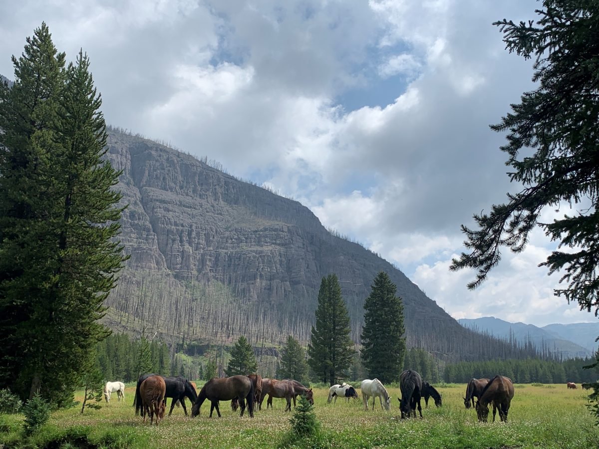 A field of horses grazing with mountains in the background