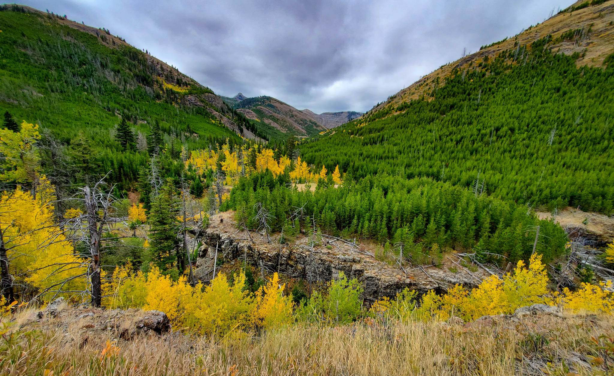 A landscape of pine trees and yellow-leaf trees.